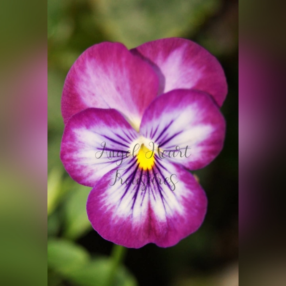 11x14 Original Photography Of Purple & White Viola Pansy Flower Photo